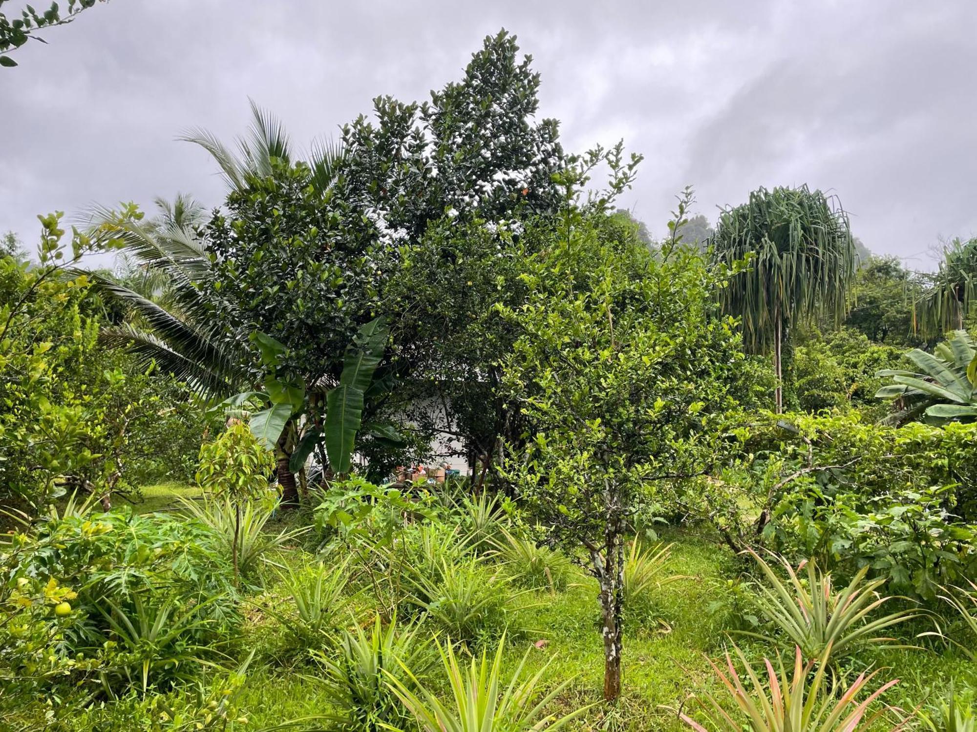 Khao Sok National Park Khaosok Farmstay מראה חיצוני תמונה